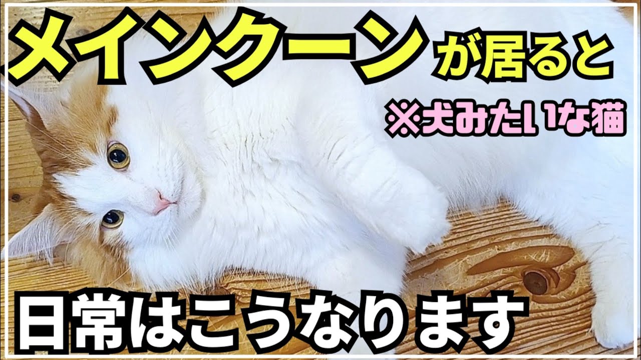 メインクーンがいる日常│Vlog大型猫と家族の暮らし