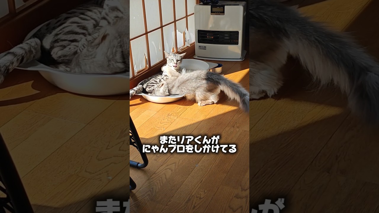 【猫動画】粘着質系猫によるにゃんプロ　#cat  #cats #shorts #猫 #ねこ