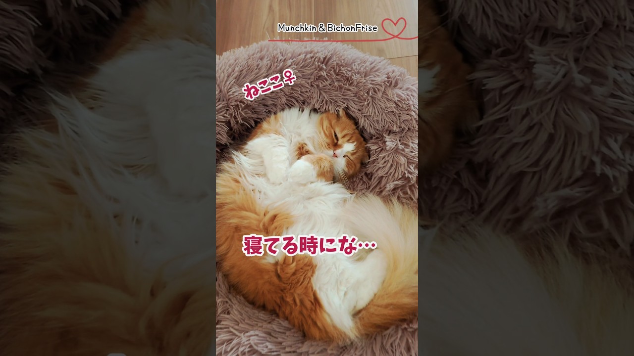 【マンチカン】寝てる時にな、寝てんの～って言うてくるやん  【犬と猫、両方飼ってると毎日かわいい♥】