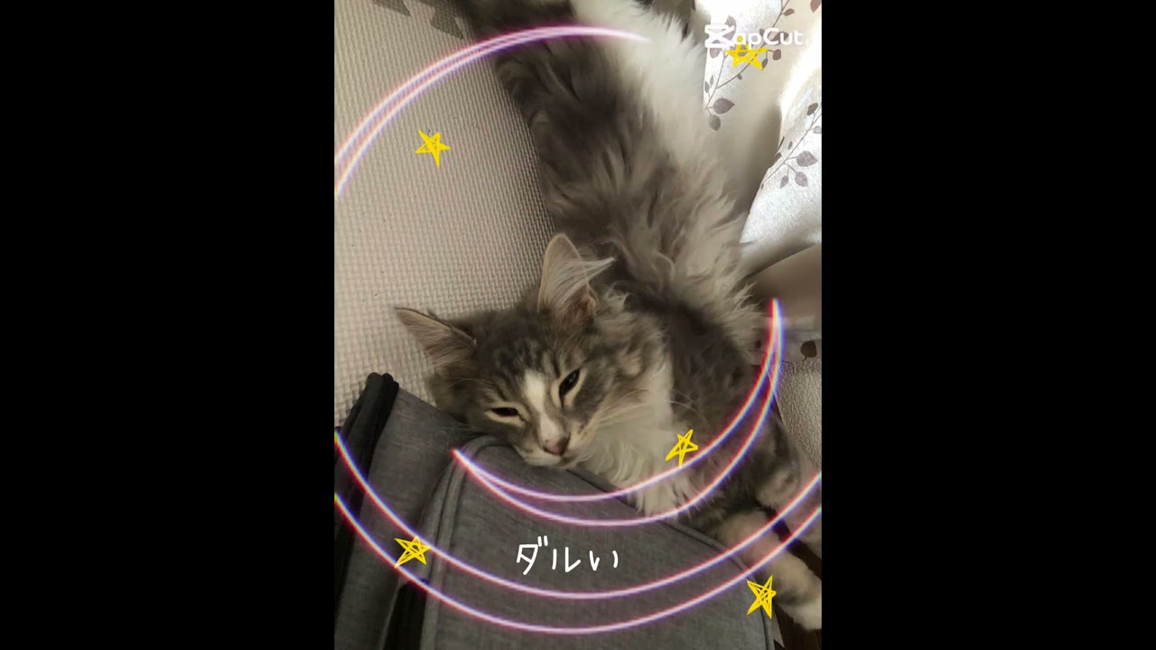 ねむーい #ノルウェージャンフォレストキャット #cat #猫のいる暮らし #ねこ #子ネコ