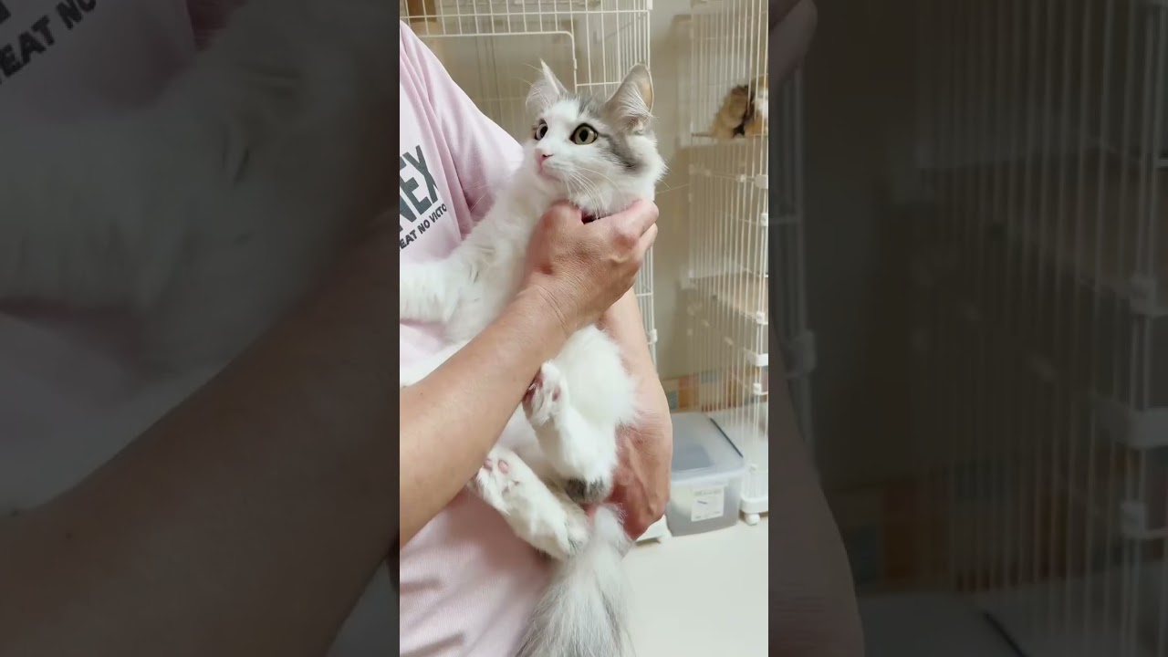 ノルウェージャンフォレストキャット 【30日間の生命保証】ブルークラッシックタビー&ホワイトの女の子❤【DNA検査済み】