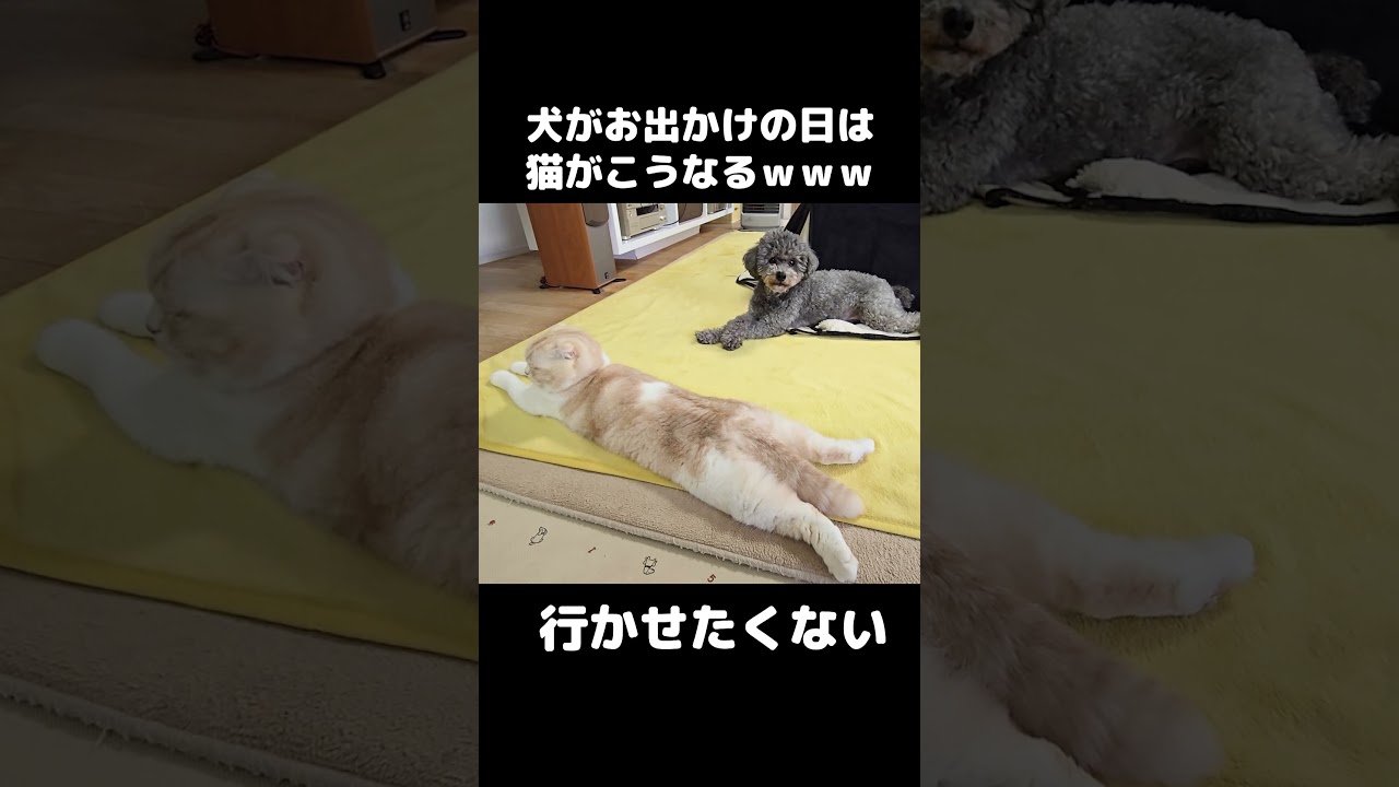 犬がお出かけの時は猫がこうなります...笑#shorts