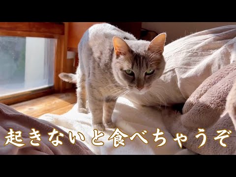 猫に仕込まれた目覚まし、猫の朝ごはん作戦【玄関先に突然現れた子猫】【元保護猫ラグドール】