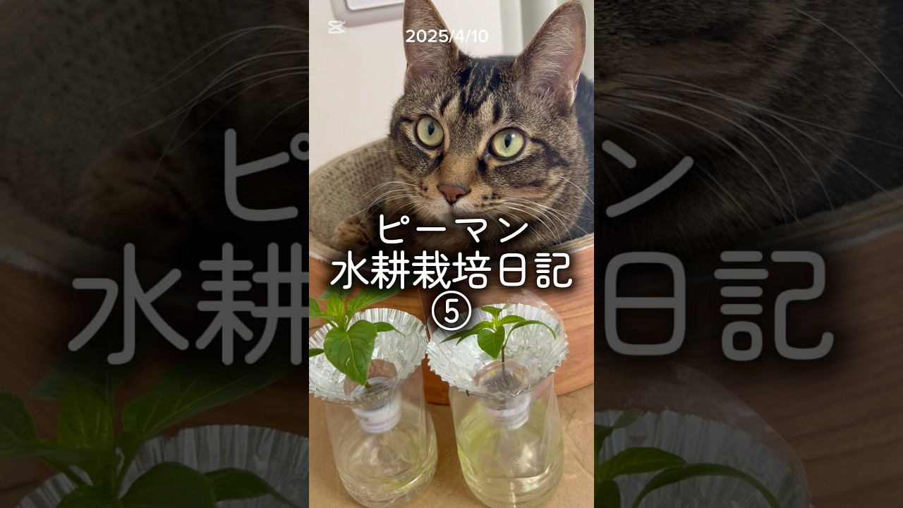 ピーマン水耕栽培日記⑤ 2025/4/10 #水耕栽培 #家庭菜園 #ベランダ菜園 #hydroponics #ピーマン #ねこ #猫 #cat
