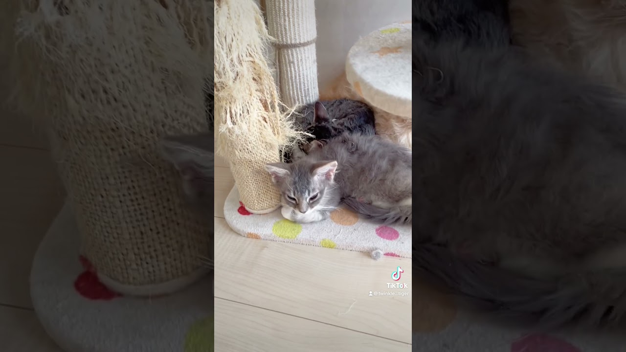 【猫飼いさんあるある】キャットタワーの買い替え時期の悩み♥️ 【お問合せ詳細は説明欄に記載あります】 #ブリーダー直販 #ラパーマ #猫 #猫のいる暮らし #子猫 #マンチカン #ミヌエット
