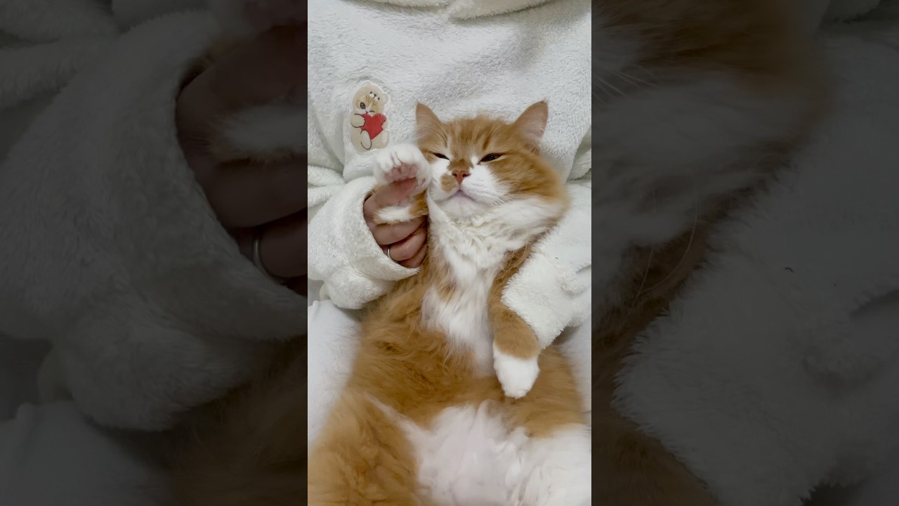 うにを召喚したら眠そうでした😪 #shorts #猫 #マンチカン #短足マンチカン #cat #munchkin