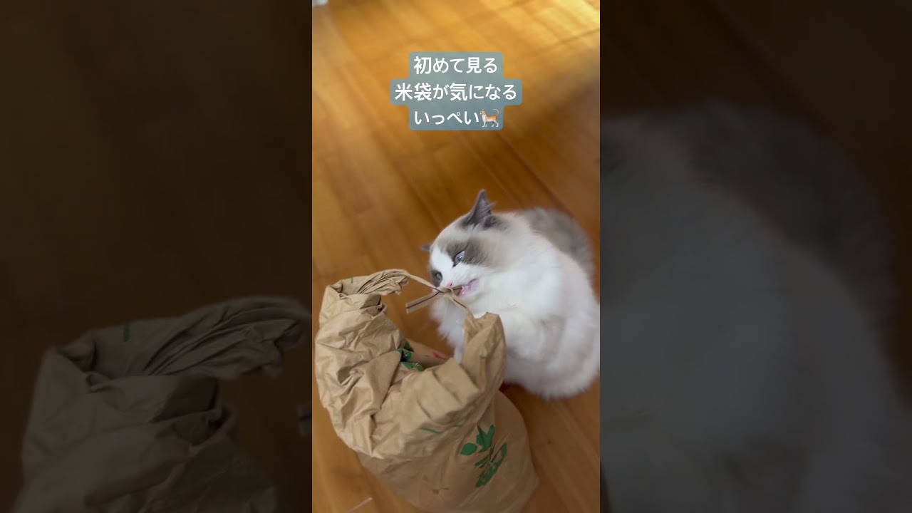 初めての米袋に興味津々なラグドール！🐈　#猫のいる暮らし  #ラグドール  #子猫の日常  #いっぺいの日常  #猫の好奇心  #いっぺいdialy