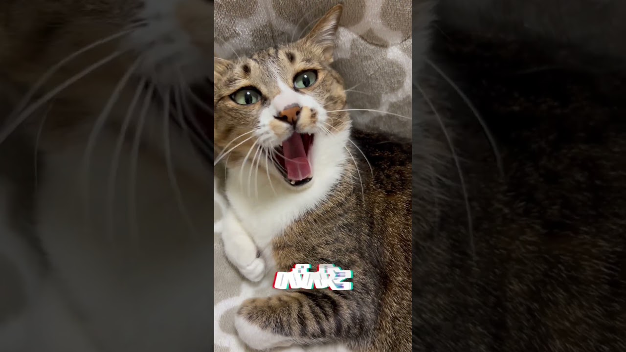 【ママに怒られた】#shorts #猫 #キジシロ #猫のいる暮らし #ぽんずさん