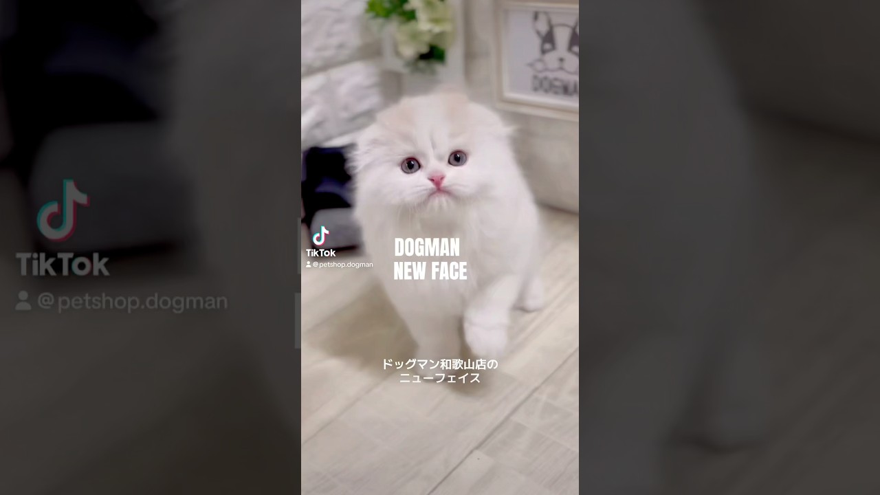 可愛いスコティッシュフォールドの子猫#shorts