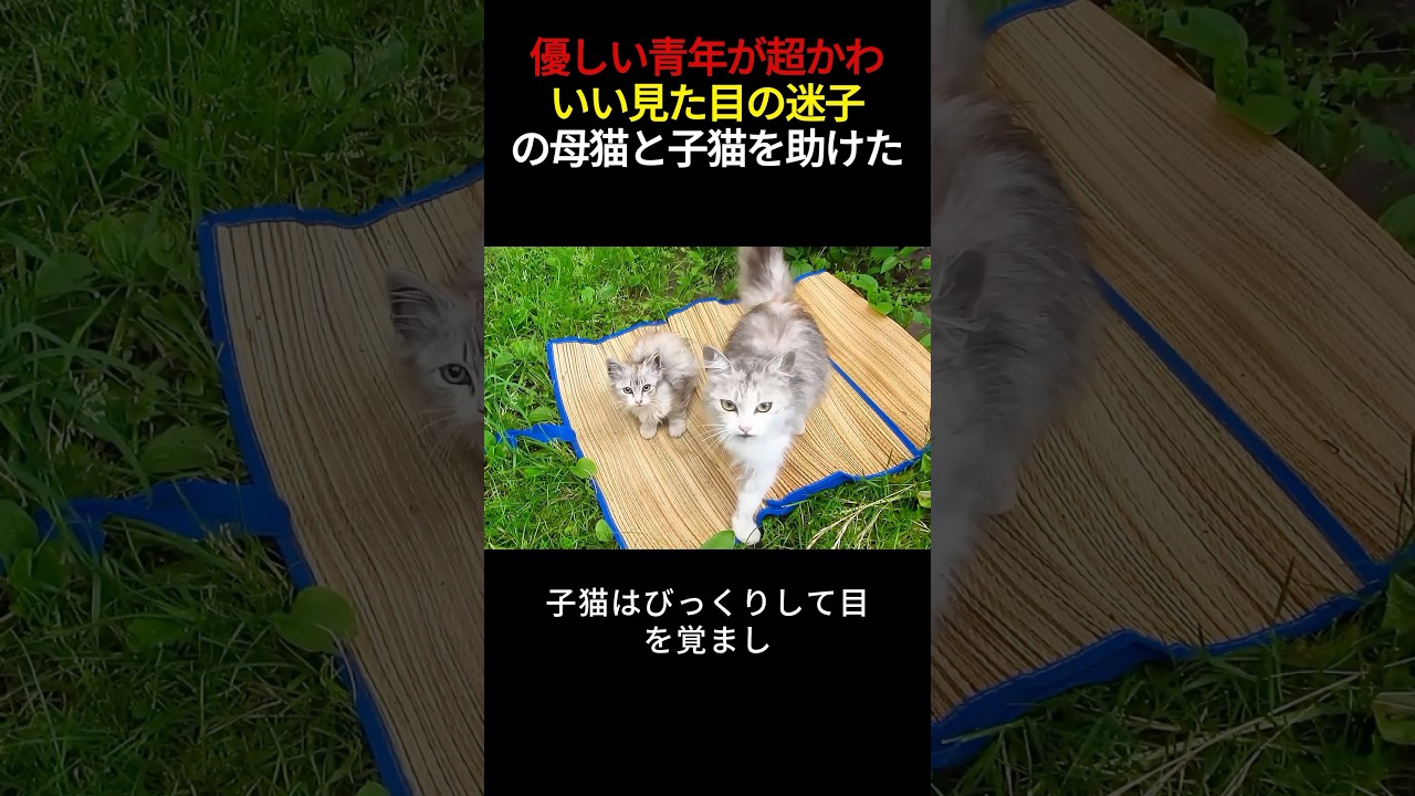 優しい青年が超かわいい見た目の迷子の母猫と子猫を助けた