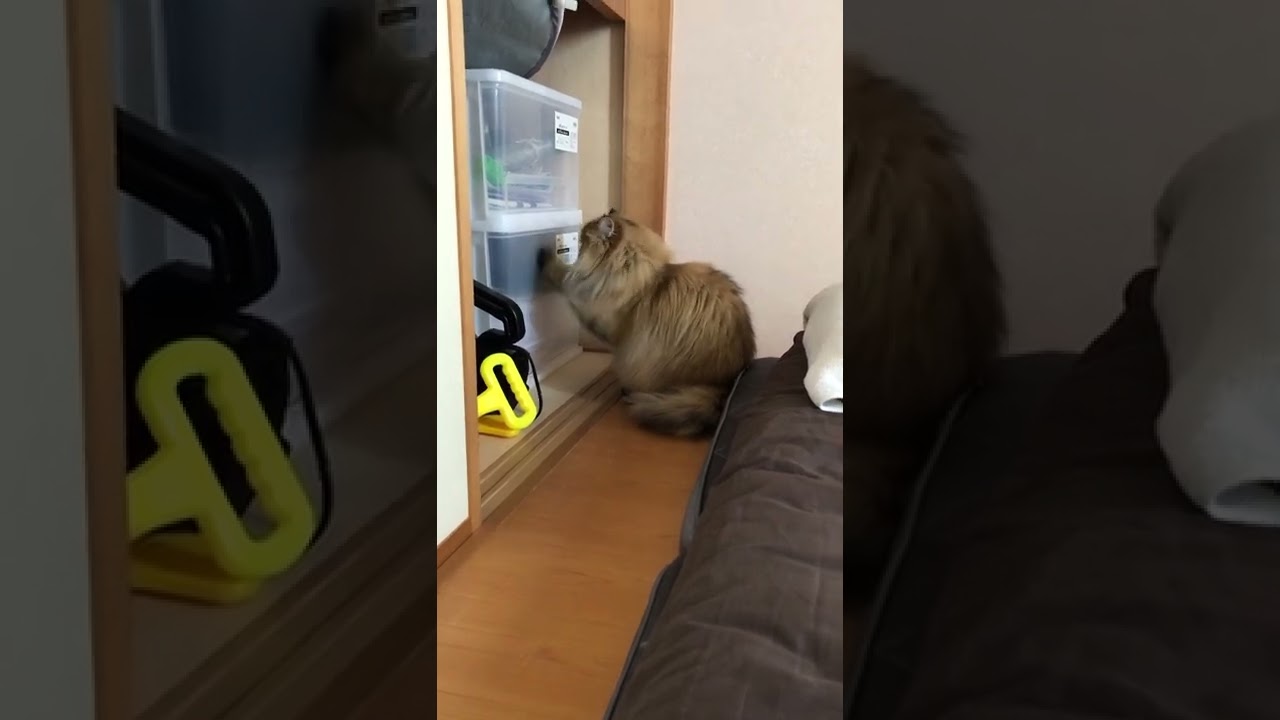 【探し物♪】かわいいペルシャ猫