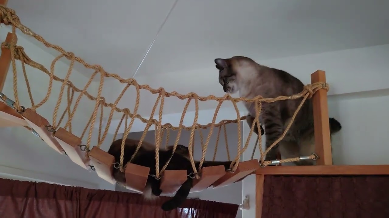 シャム猫さんたち《吊り橋でじゃれあい。》