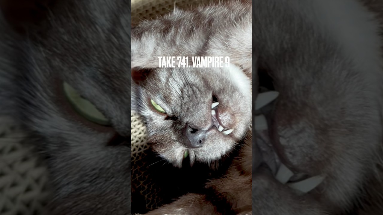 #美猫 のはずが #寝顔ブサイク #ヴァンパイア にゃんて失礼過ぎるにゃ‼️#egyptianmaucat #エジプシャンマウ #バンパイア #ねこのいる生活 #shorts #ブサカワ猫