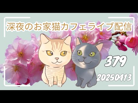 深夜のお家猫カフェライブ配信 ３７９
