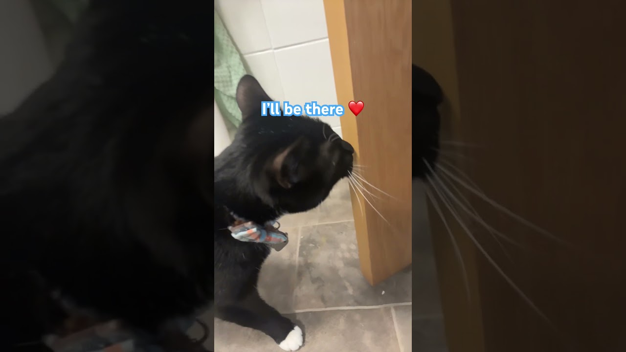 I’ll be there ❤️#catlover #fyp#subscribe #love