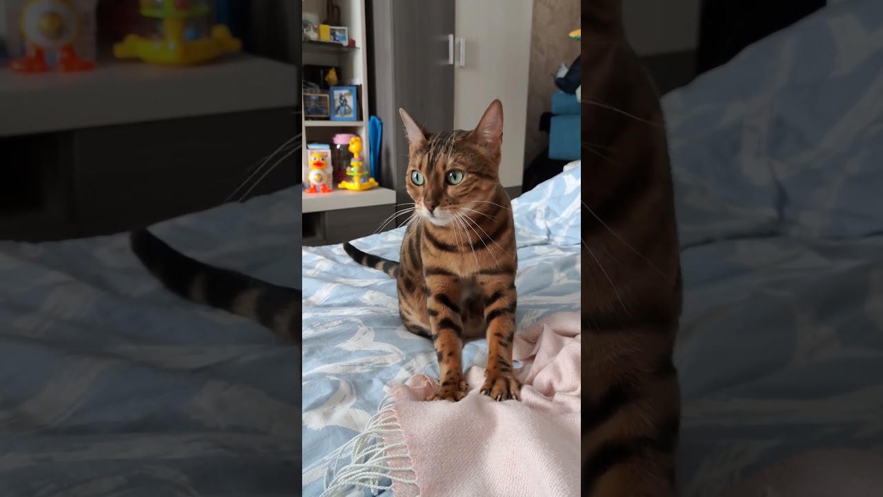 bengal cat kneading paws / кошка мнёт лапами