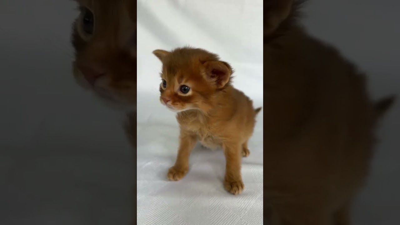 Charming Somali Kitten in a Bright Sorrel Fur Coat Watson
