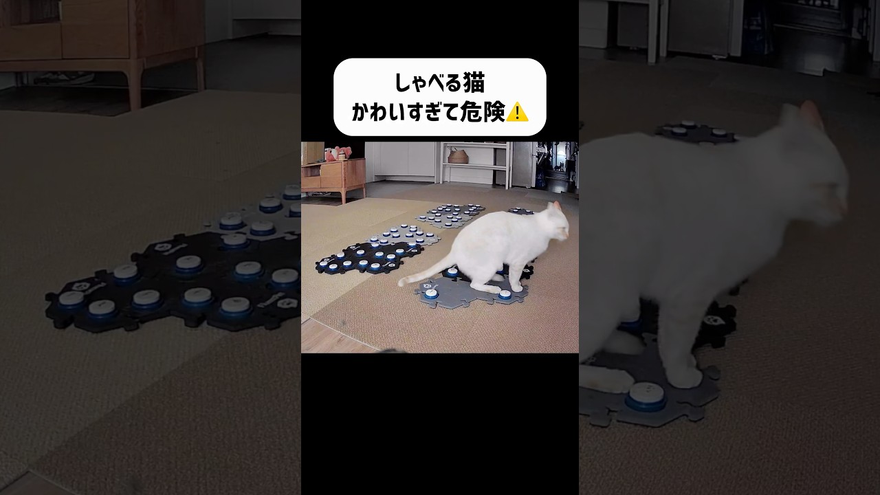 しゃべる猫が可愛すぎて危険⚠️
