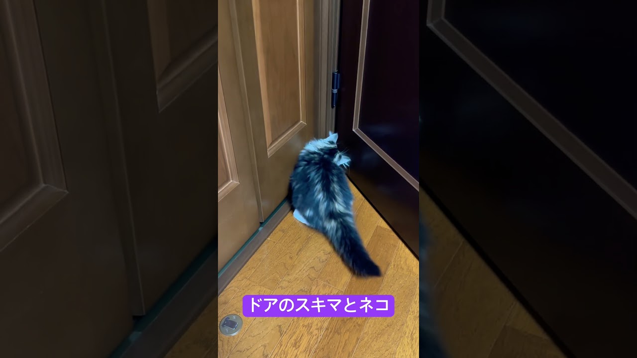 ネコとドアのスキマで遊ぶ　ノルウェージャンフォレストキャット