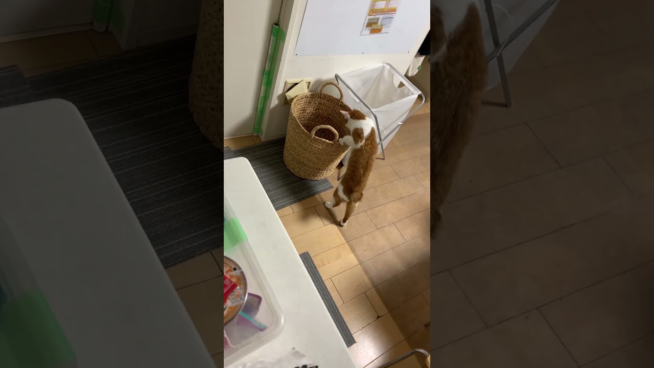 ボクも 入りたいニャ