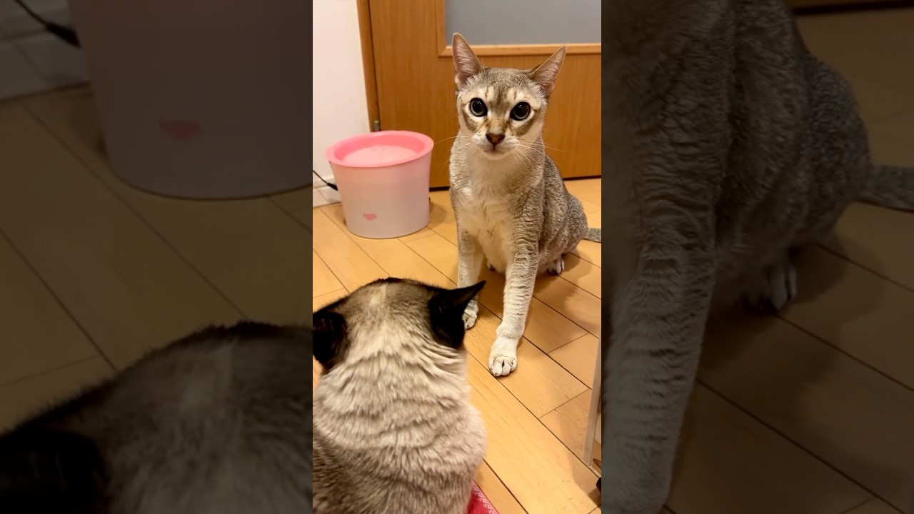 台所で同居猫にペロペロされながらご飯待ちをすることにしたたぬき猫なのにゃ♪ #cat #シンガプーラ #トンキニーズ#たぬき猫#singapura#tonkinese