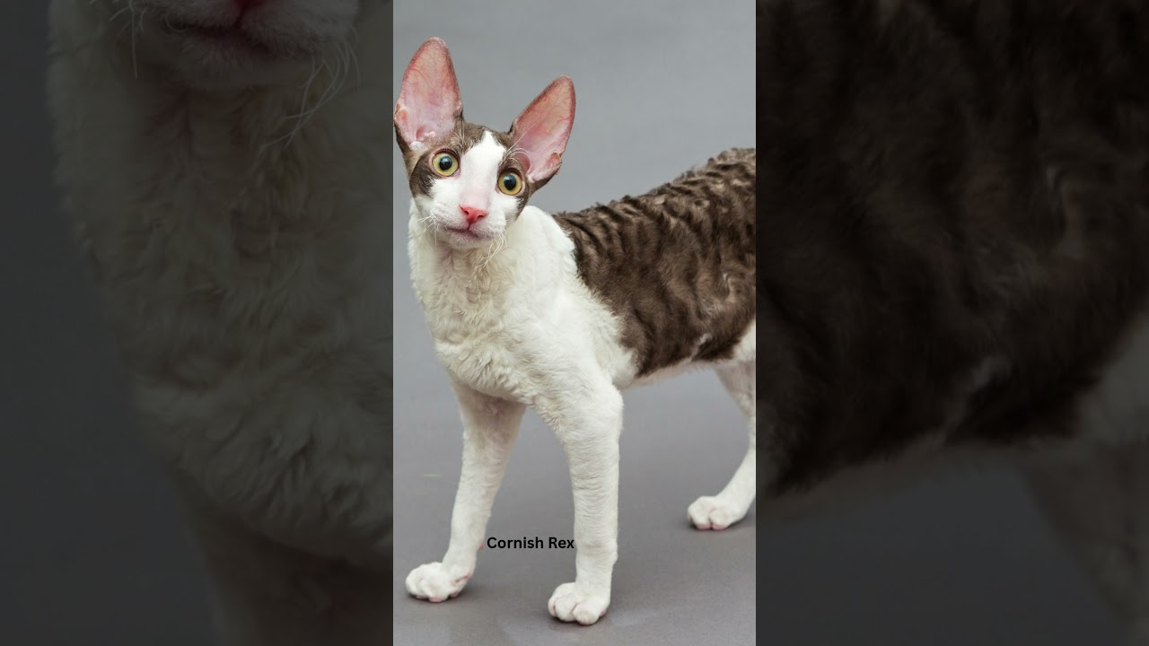 Curly-Haired Cats You’ve Gotta See