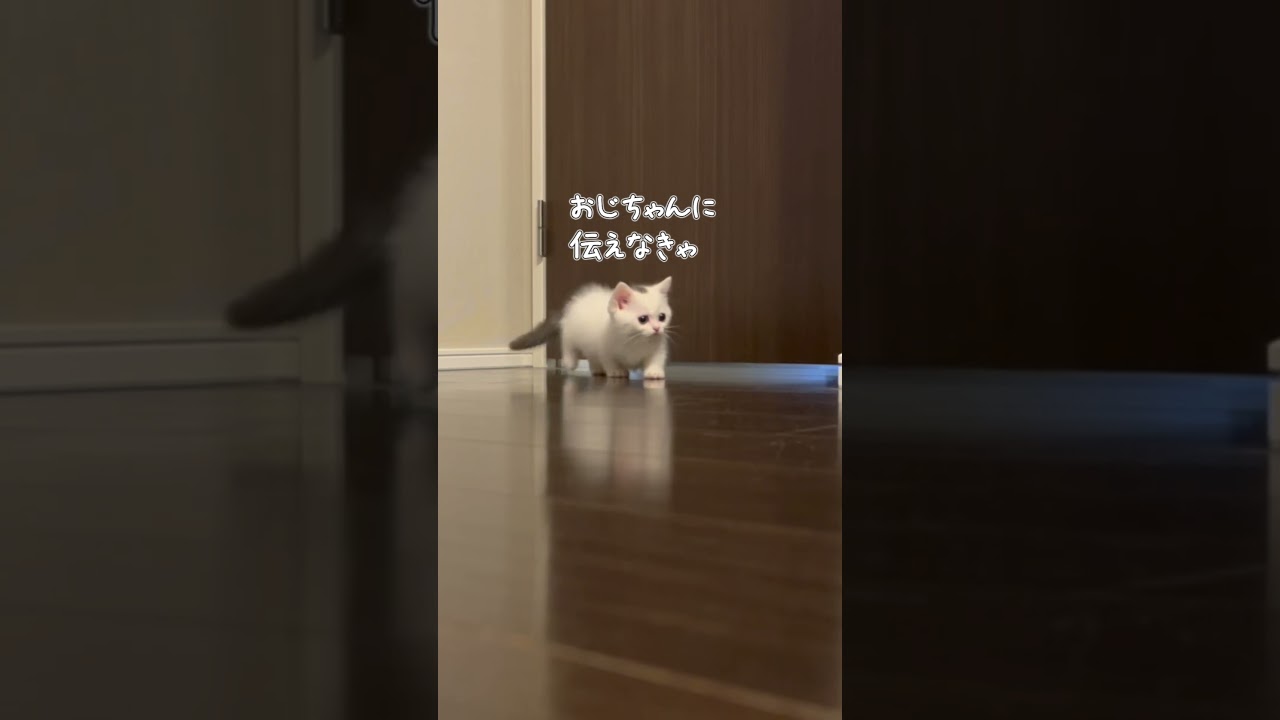 えっほえっほと拡散されるデマにご注意を#えっほえっほ#エッホエッホの歌#cat#子猫#マンチカン#こしあん