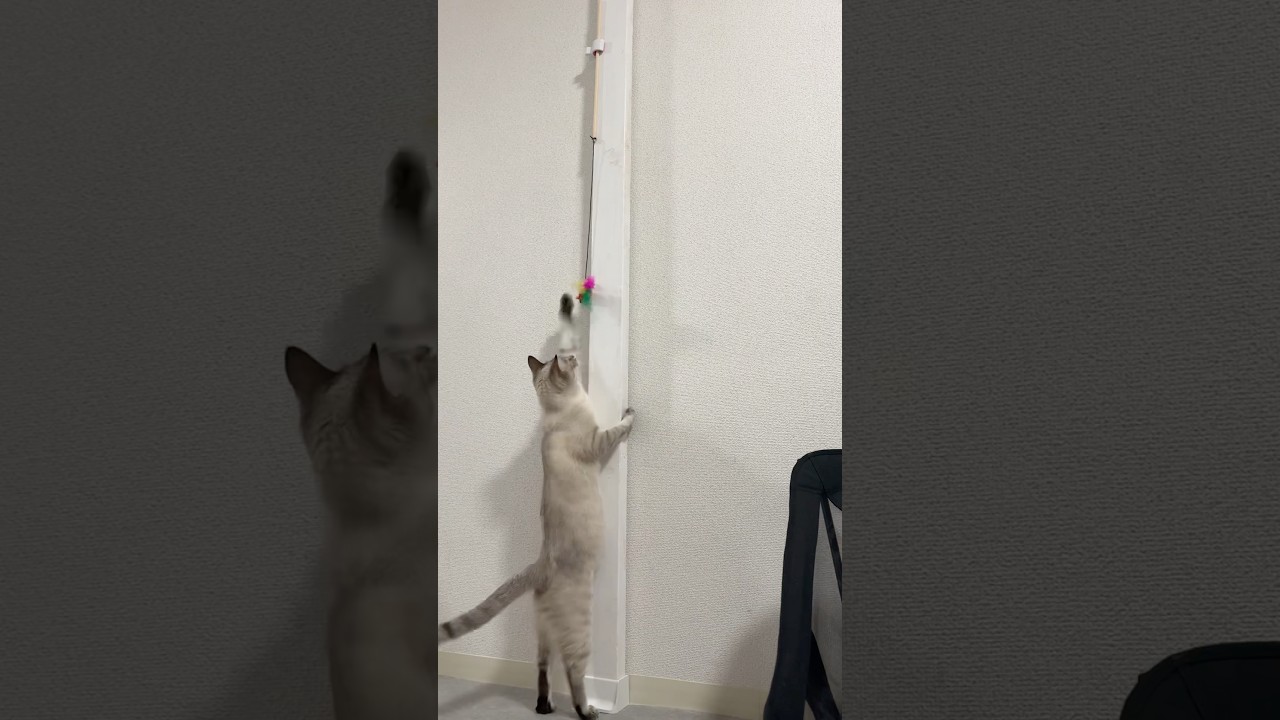 おもちゃの羽が取れて慌てるにゃヌシ　#シャムトラ #元保護猫 #シャムミックス  #cat #猫耳 #kitten  #猫耳 #siamesemix