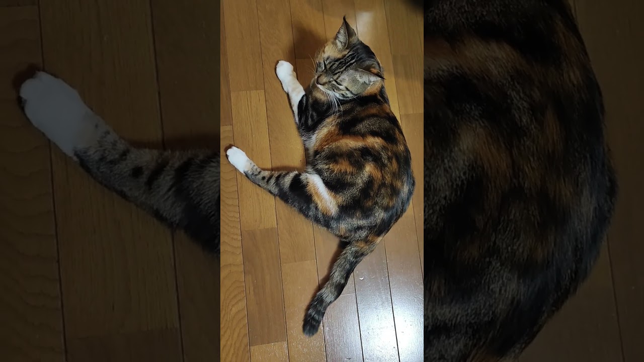 片足ピーン　三毛猫はなちゃん  #cat #三毛猫 #猫のいる暮らし #猫  #shorts
