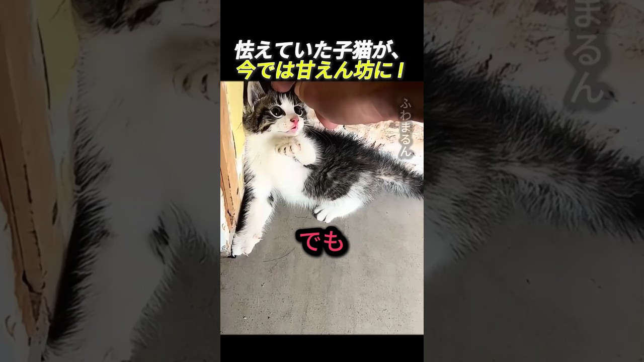 怯えていた子猫が、今では甘えん坊に！                  #動物 #猫 #可愛い猫 #可愛い