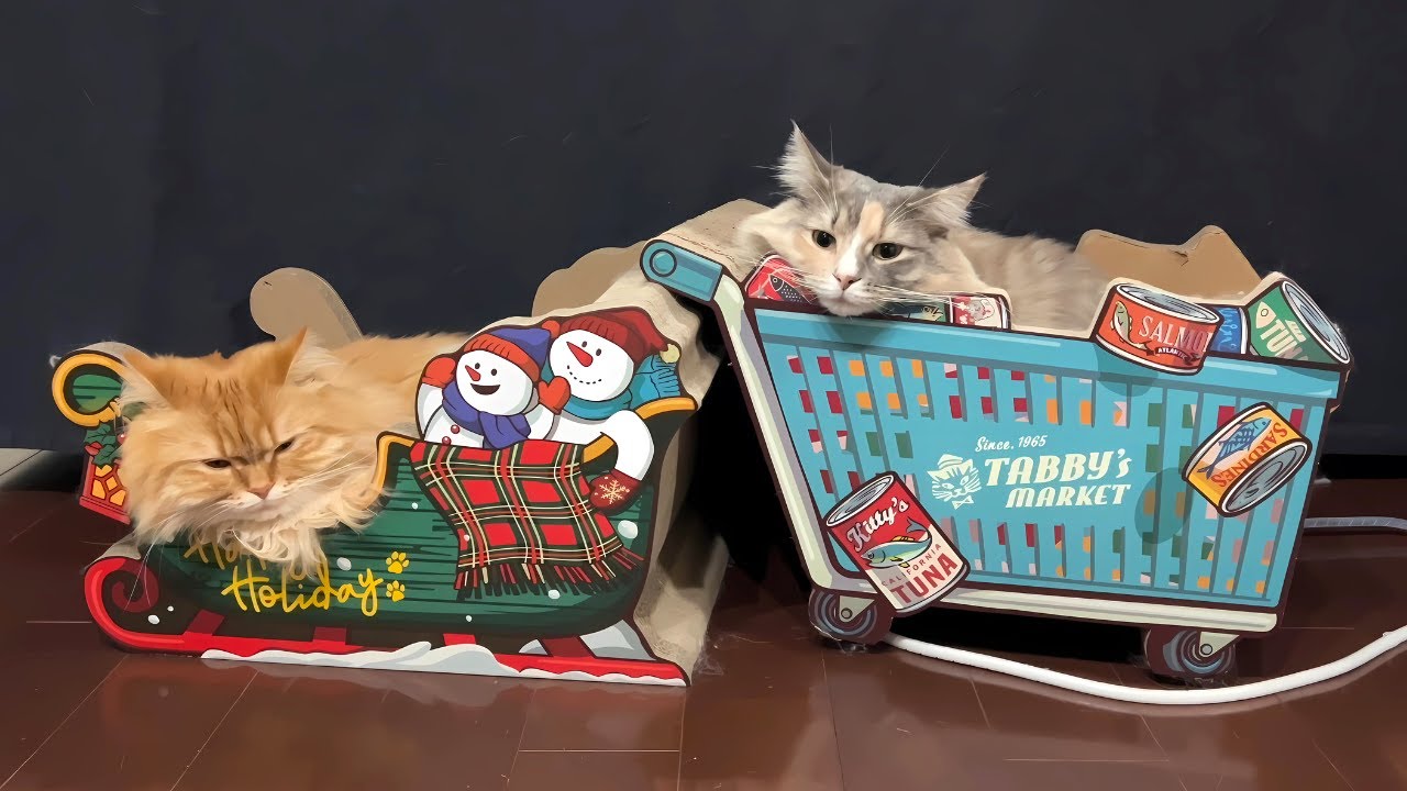 あご乗せ猫　ダブル　#サイベリアン　#ノルウェージャンフォレストキャット