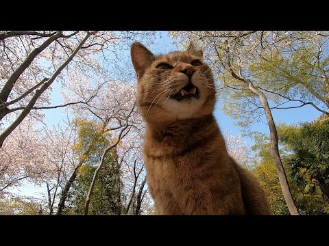 日常で何気なく会話が成立してる？父と娘猫