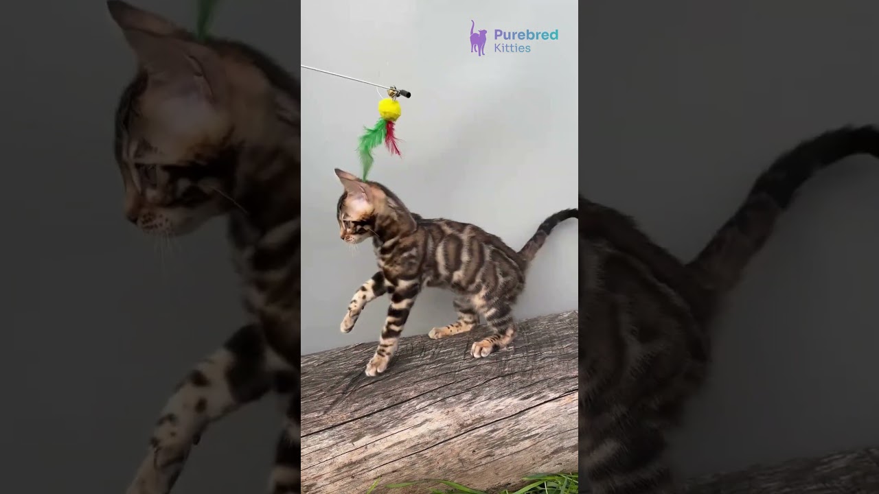 Daiquiri: Bengal Kitten 🐆 Black Spotted Tabby Beauty with Glittered Coat! #BengalKitten #ExoticCat