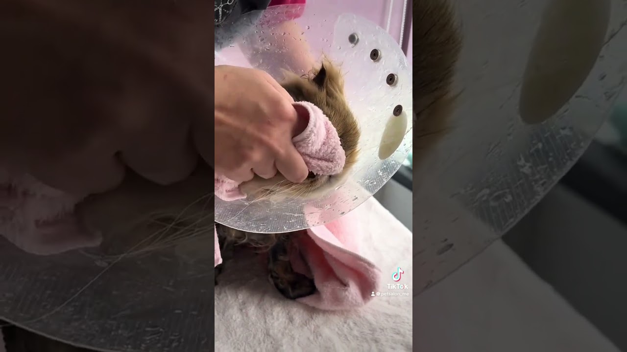 ペルシャのイオリくんが来てくれました　京都市南区　ペットサロンみぃ〜
