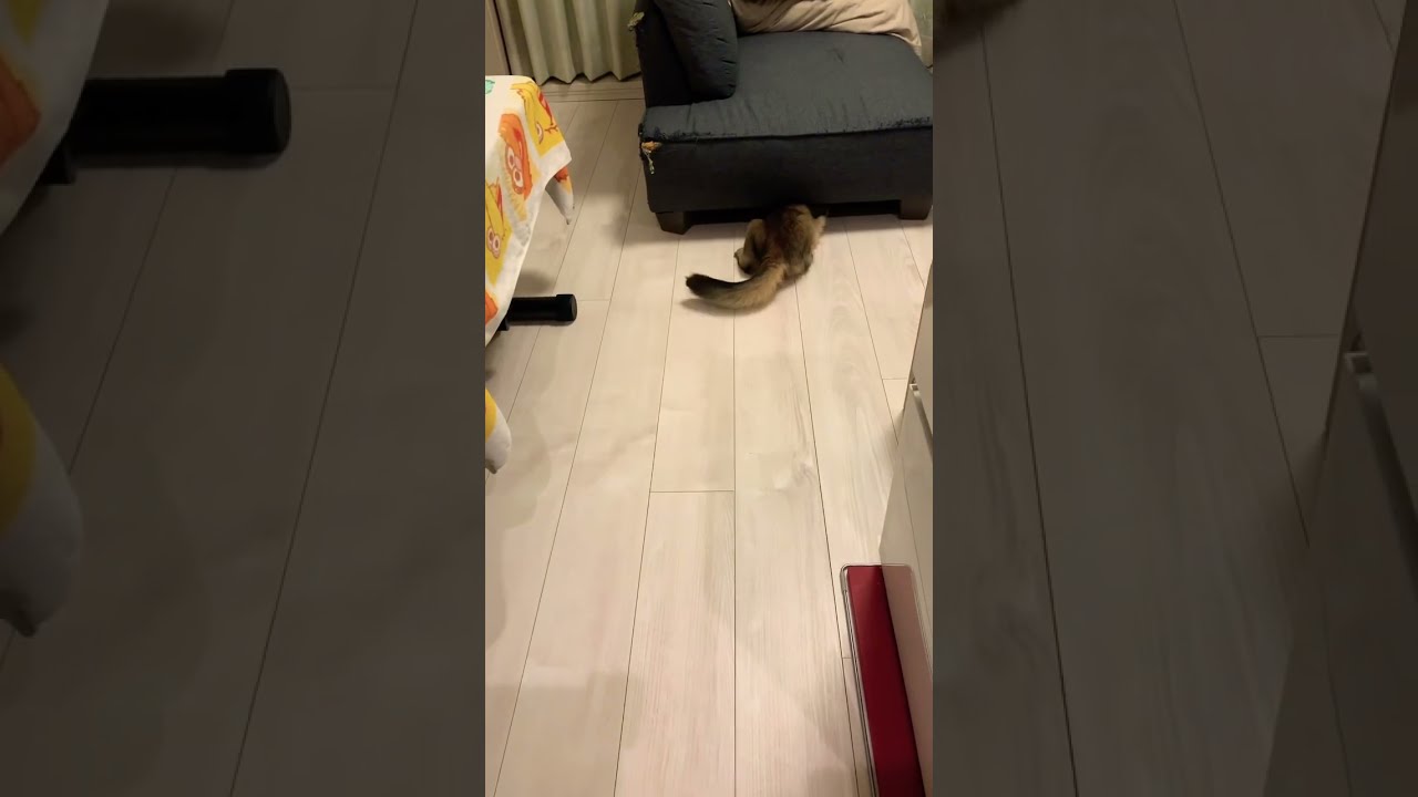 #ソマリ #おもしろ猫動画  #閃光のハサウェイ
