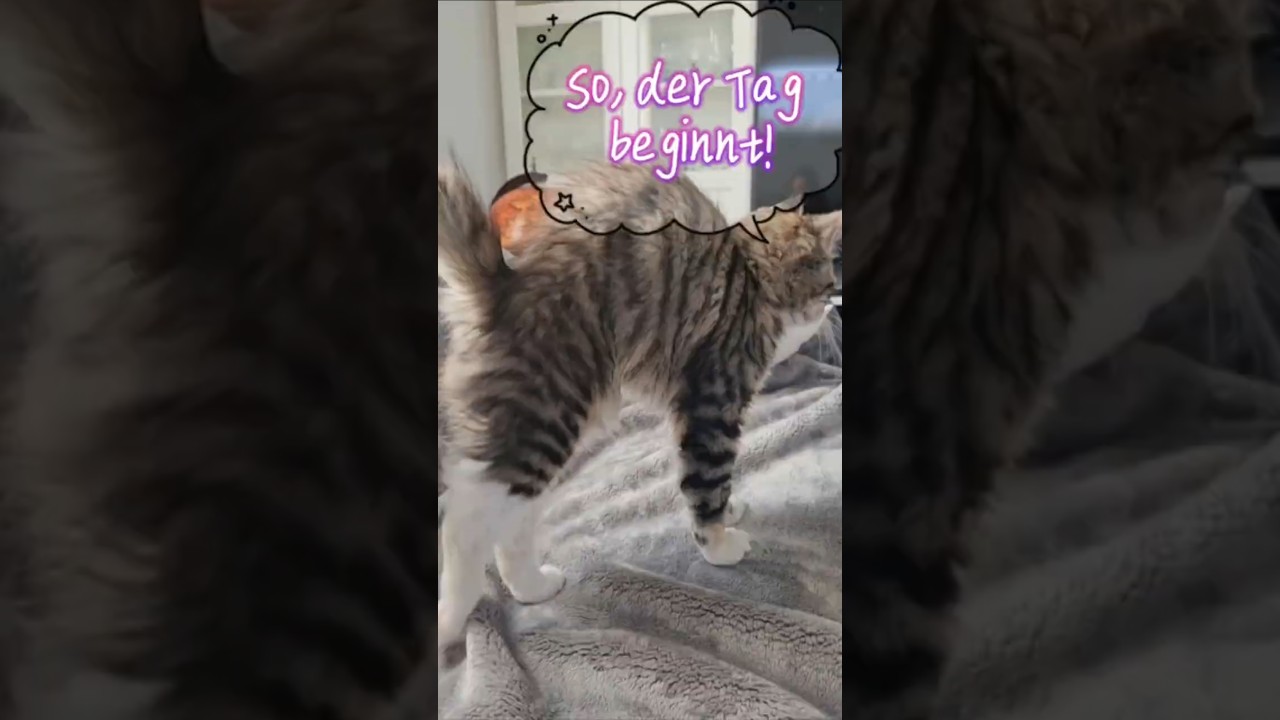 Aufwachen "So, der Tag beginnt!🐾 #cat #kitten #katze #catlover #cute #pets #love #shorts #mainecoon