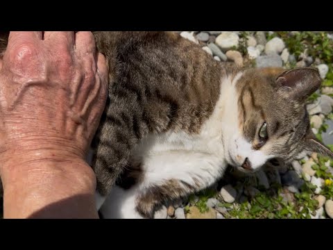 手の指でしっかりブラッシングしてもらう猫❗️暖かくなって冬毛が夏毛に変わって気持ち良さそうな、"ソックス君"‼️#暑い #冬毛#夏毛#変わる#手の指#しっかり#ブラッシング#気持ちの良い