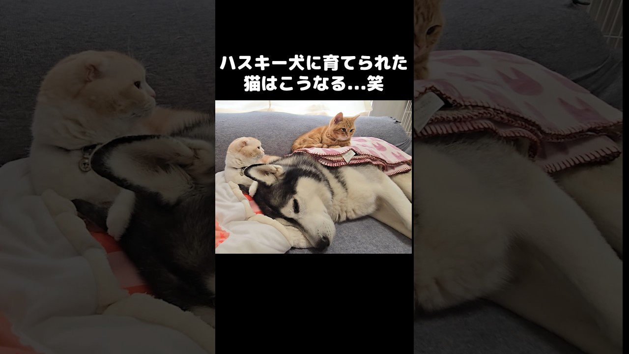 ハスキー犬に育てられた猫はこうなる...笑#shorts