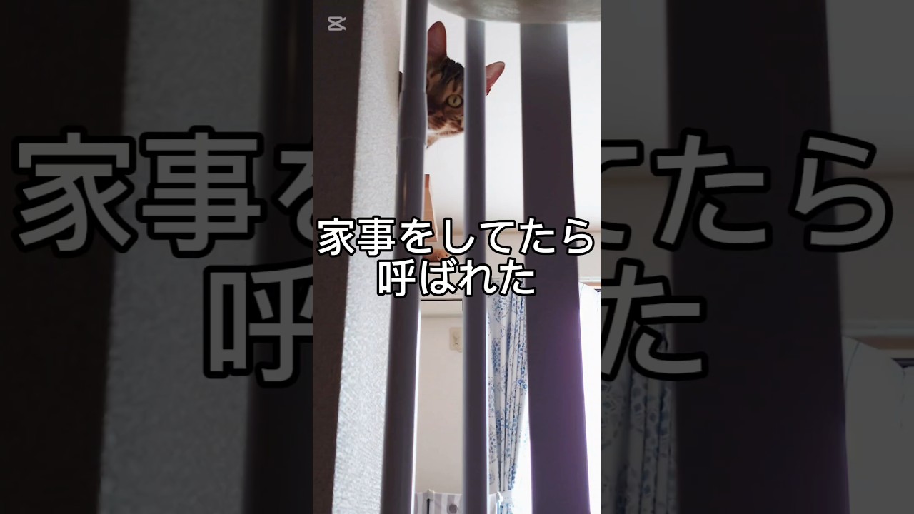 呼ばれた #猫 #猫動画 #猫のいる暮らし #ベンガル #cat #fyp #shorts #short
