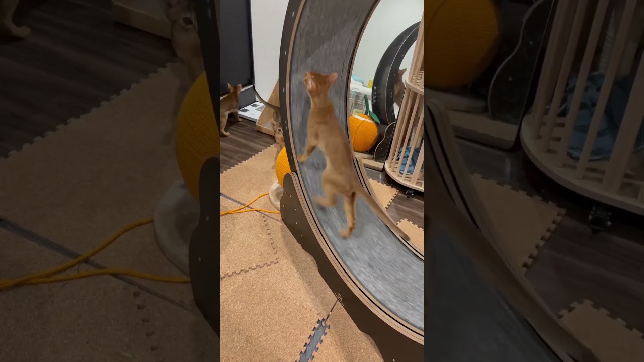 20250401-2#アビシニアン #abyssinian #cat