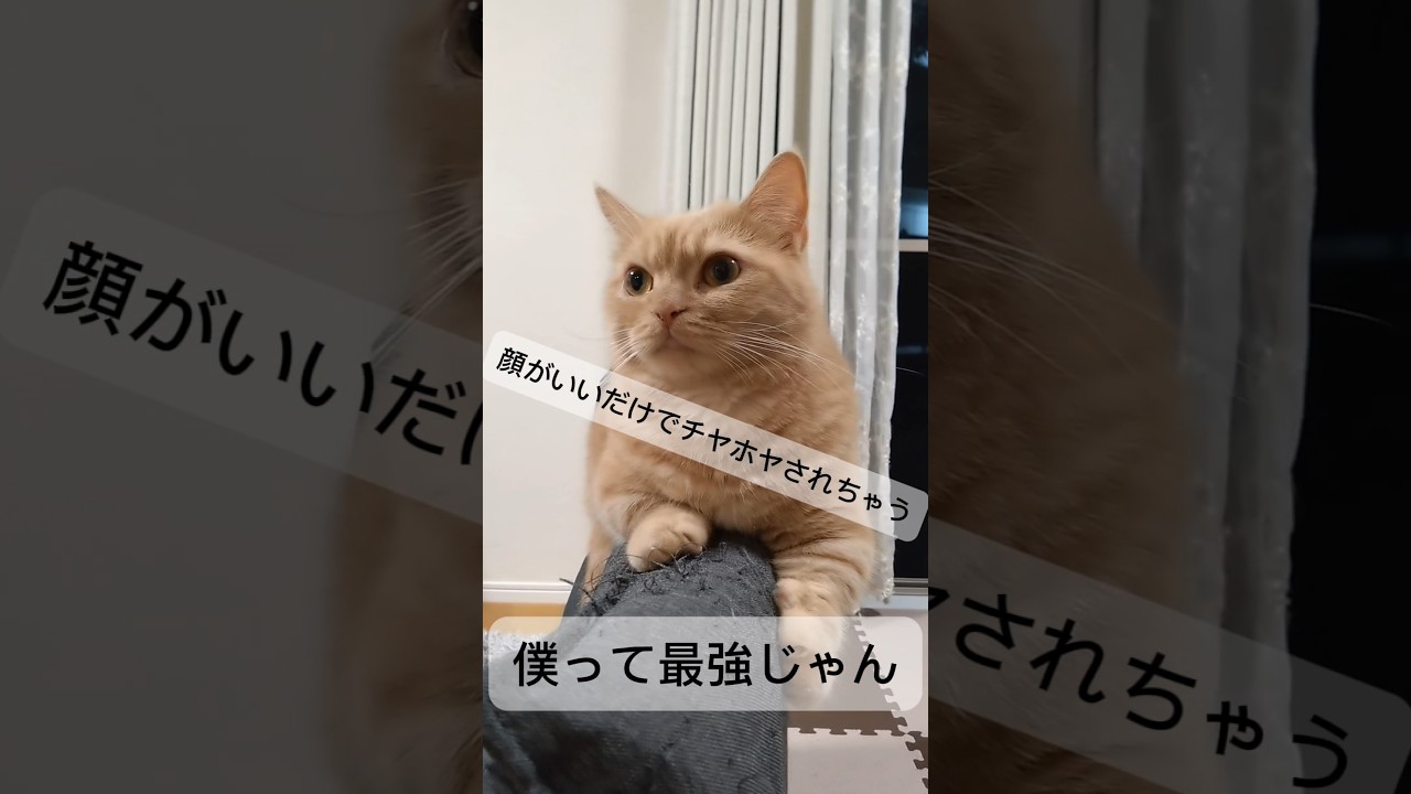 【最強マンチカン】 #shorts #猫 #ねこ #cat