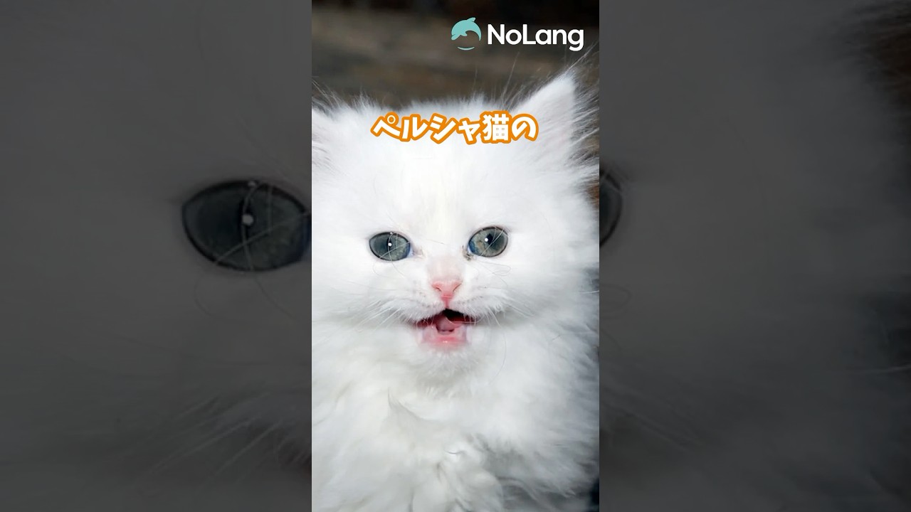 AI動物図鑑-「ペルシャ」○○が大変！？ #雑学 #動物 #shorts
