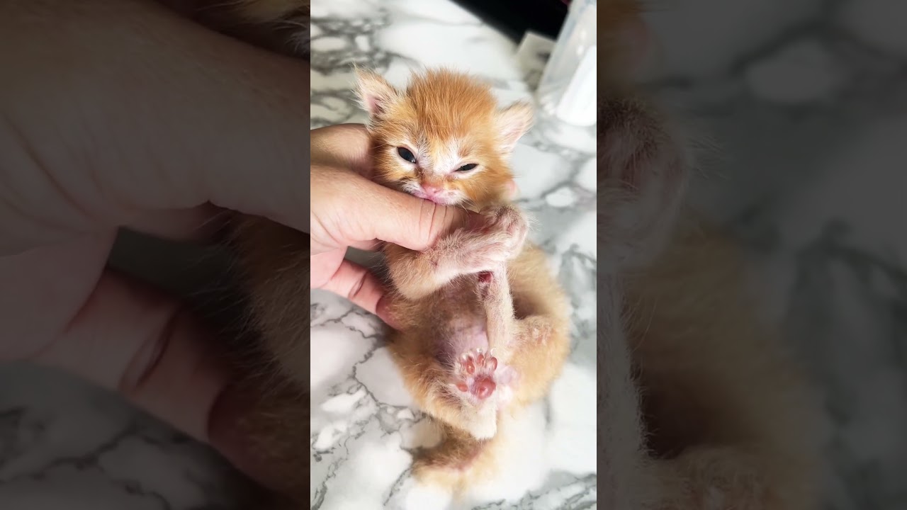 Help! I’m under attack—so small, yet so fierce! 😱🐱  #kitten #cuteanimals #catlover #shorts  #cat