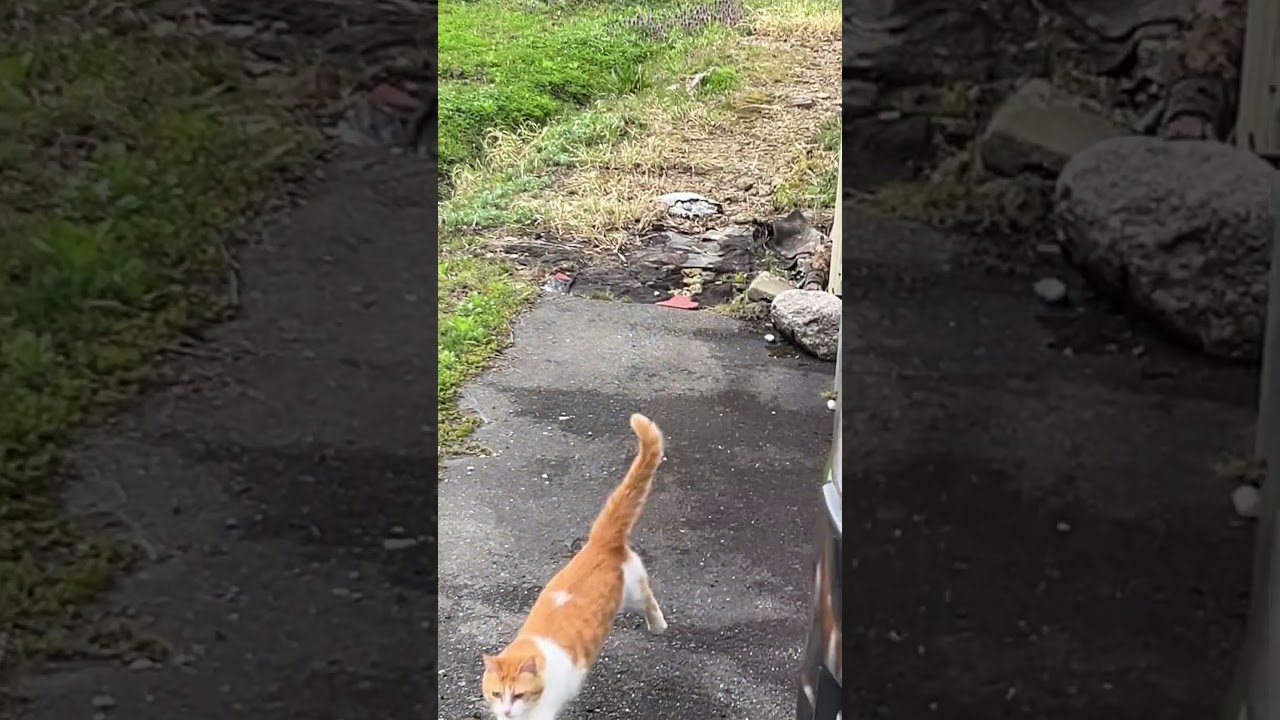 茶白シュガー姫＆ボス猫ロシアン、ブルーのペーター　畑爆走猫　田舎猫