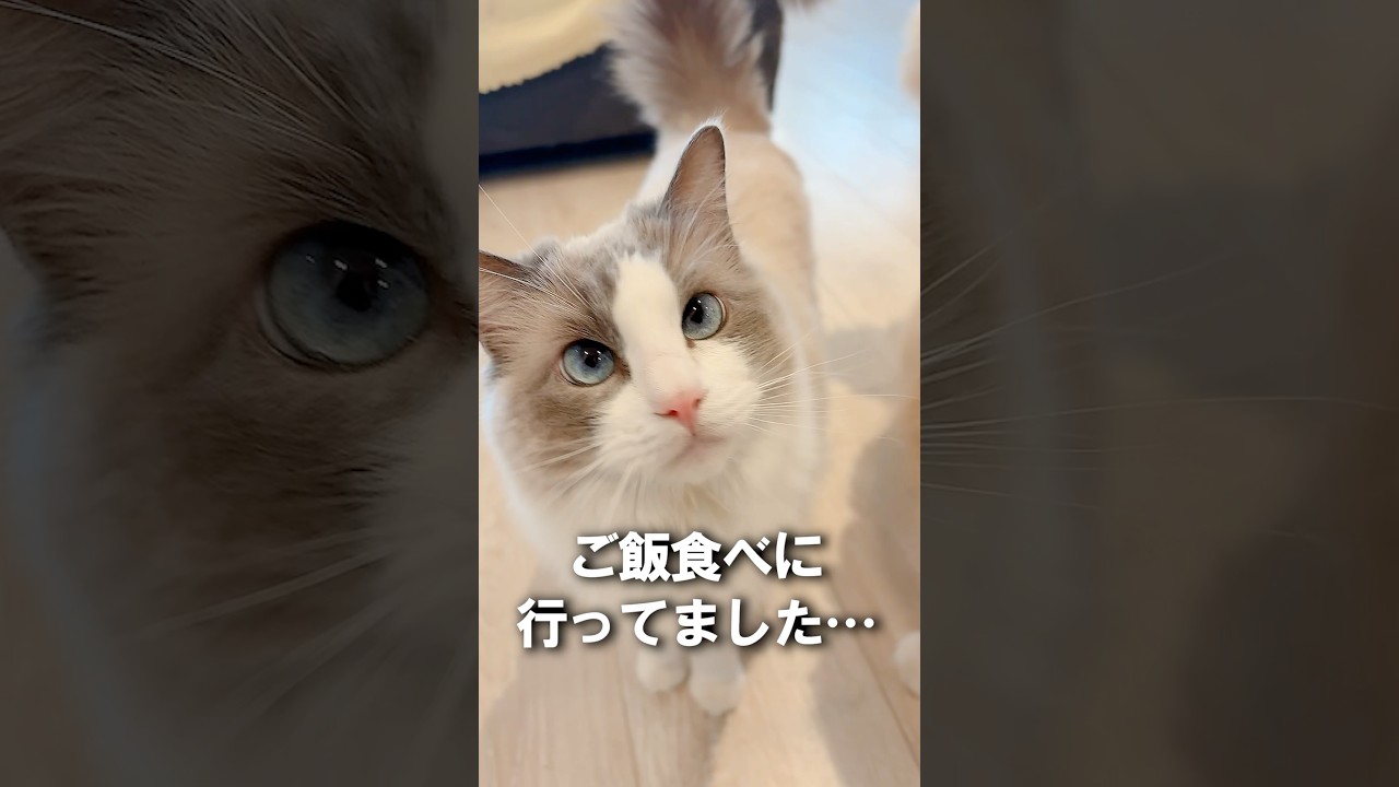 帰って来たら怒っていた猫😭 #shorts #猫 #cat