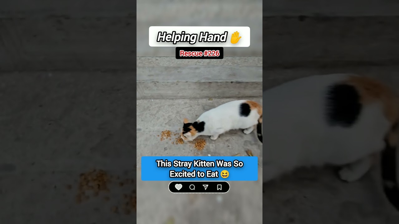 💥🐾Part 226 | Kitten was So Excited for Food! 😍Cutest Moment Ever #catshorts