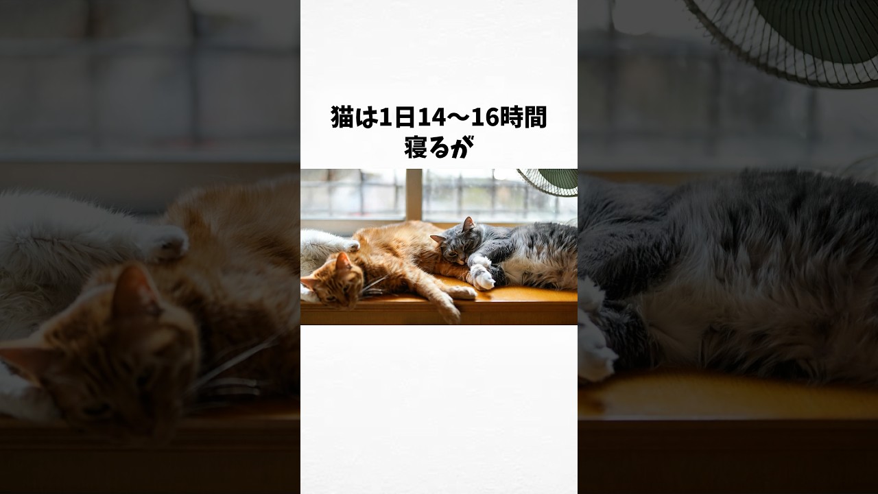 98%の人が絶対に知らない猫に関する雑学・豆知識Part104