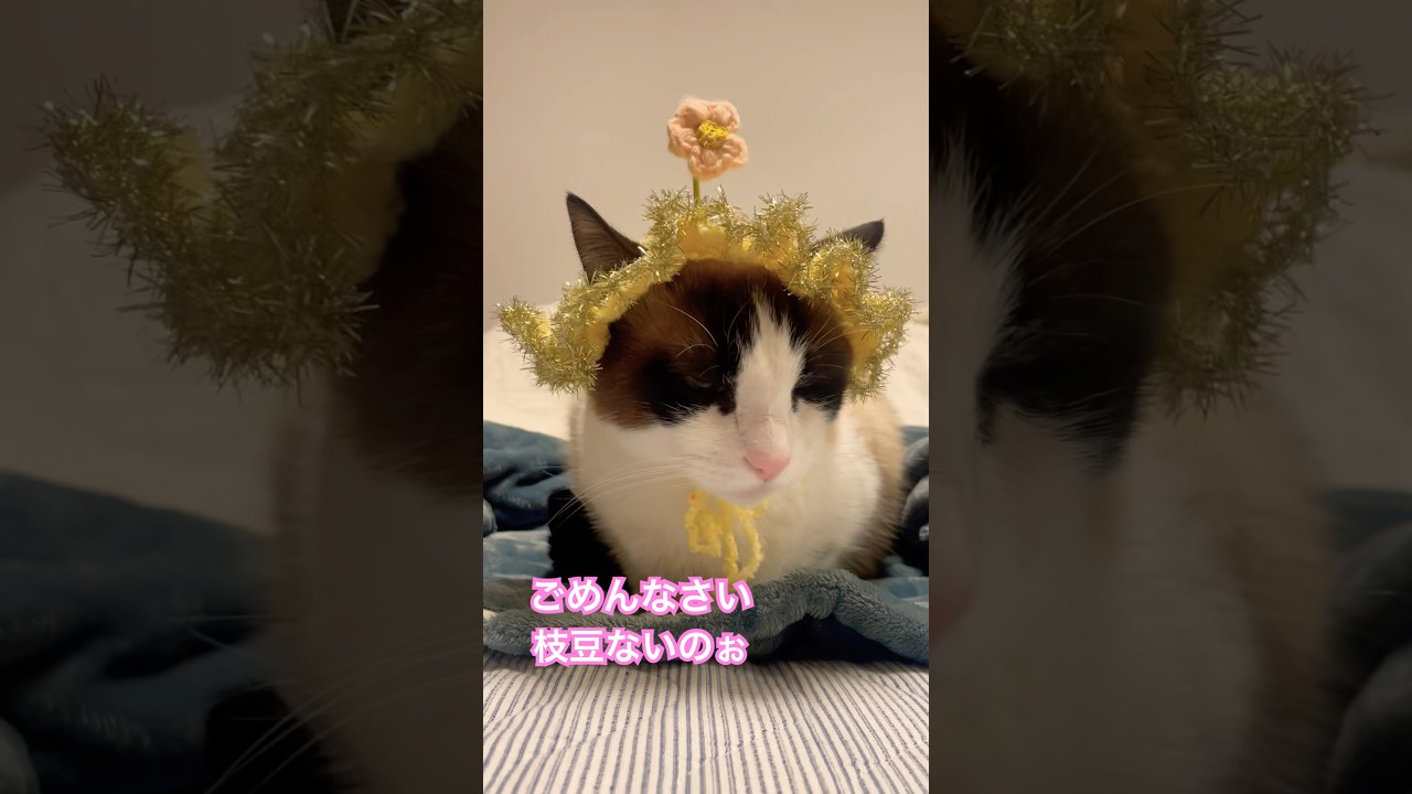 じゃぁ聞くなよ！ #猫 #コント#お笑い#志村けん #猫のいる暮らし