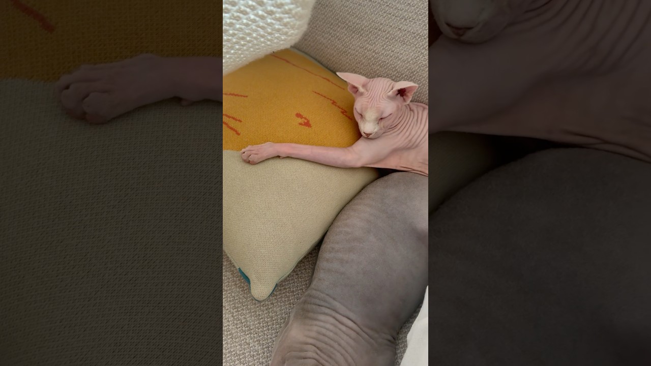 仲良くくつろぐ毛のない猫たちがエモすぎる【スフィンクス】
