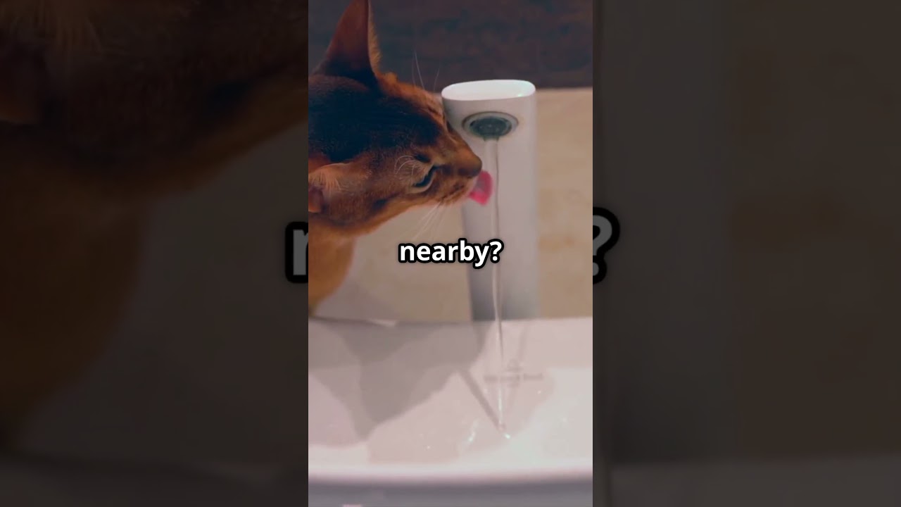 Cymric Cats: The Tailless Wonders! #CymricCats #CatLovers #TaillessWonders #CatsOfYouTube #PetCare